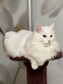 Лолита, турецкая ангора, 10 лет, г. Благовещенск