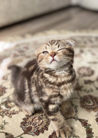 Лёва, 2,5 мес., г. Благовещенск