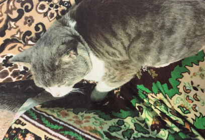 Васька из Придорожного села, 8 лет