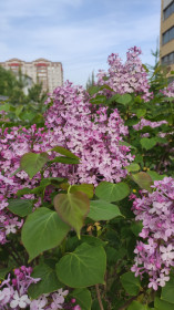 Сирень на Кантемирова