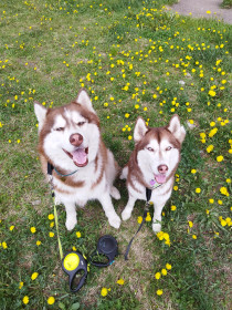Одуванчики в Благовещенске