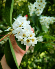 Черёмуха в Тынде