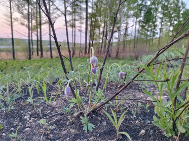 Прострел фиолетовый в г. Благовещенске