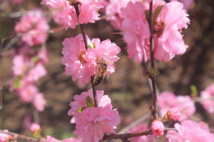 Сакура и пчела в с. Константиновка