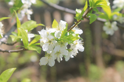 Груша в с. Константиновка