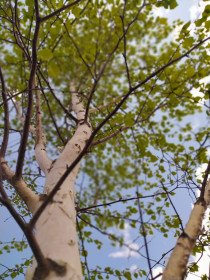 Берëзка в п. Тында, Магдагачинский район