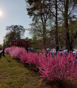 Сакура на набережной в Благовещенске