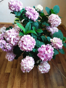 Гортензия, г. Шимановск