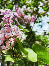 Опьяняющий аромат сирени в Белогорске