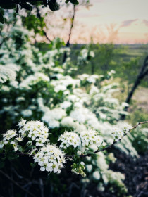 Спирея Амурская в Белогорске