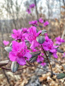 Красавец-багульник в Белогорске