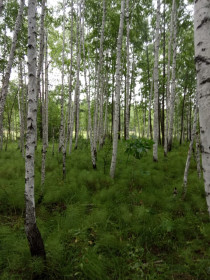 Березовый лес в Шимановском округе