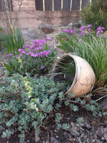 Седум (очиток) и примула в с. Чигири