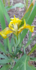 Ирис на ул. Зейской — Комсомольской в Благовещенске