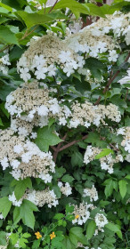 Калина в столице Приамурья