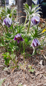 Подснежники в пригороде Благовещенска