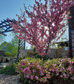 Сакура в с. Чигири