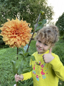 Георгины в с. Егорьевка