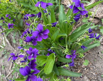 Барвинок в Белогорье