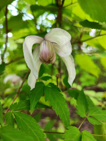 Клематис в Талакане