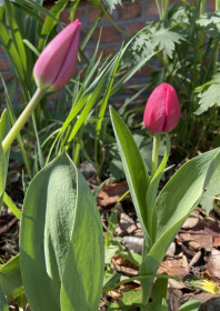 Тюльпаны в с. Егорьевка
