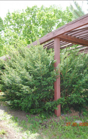 Тис ягодный в Ботаническом саду