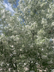 Яблонька в г. Благовещенске