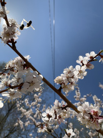 Абрикос в г. Благовещенске