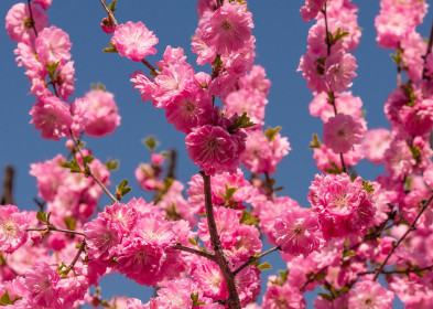 Сакура в Шимановске
