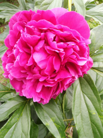 Пион в Новопетровке Константиновского района