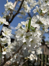 Слива в Лиманном, Серышевский район