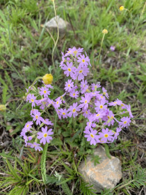 Незабудка в Уруше