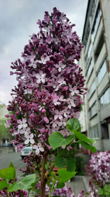 Сирень на Амурской — Лазо в Благовещенске