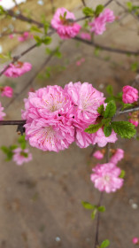 Сакура в с. Прядчино