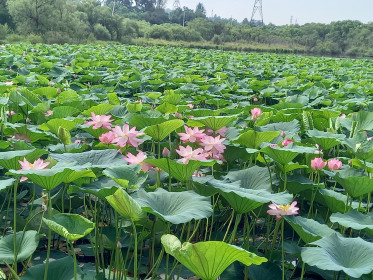 Лотос в пгт Прогресс