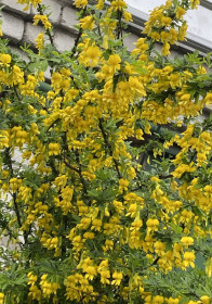 Акация в г. Белогорске