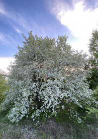 Яблони в Мазановском районе