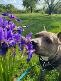 Полевые ирисы в Завитинске