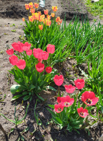 Тюльпаны В Архаре