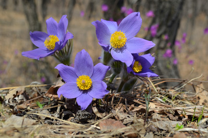 Подснежники в Благовещенске
