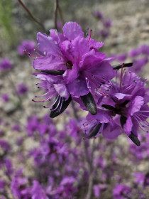 Багульник на Маломырском руднике, Селемджинский район