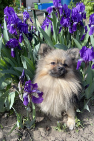 Ирисы в Белогорье