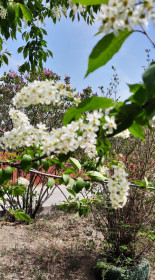 Черемуха на Дьяченко в Благовещенске