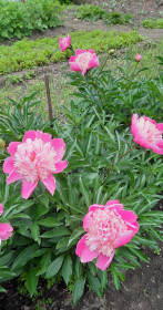 Пионы на Амурской в Благовещенске