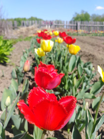 Тюльпаны в с. Северное