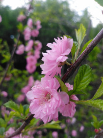 Сакура в с. Северное