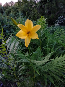 Цветок папоротника в Северном