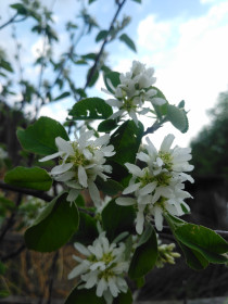 Ирга в с. Северном