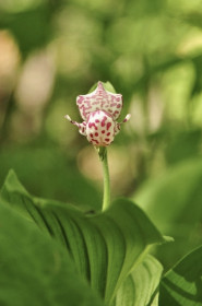 Венерин Башмачок с. Михайловка, лес