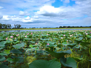 Лотос Комарова в с. Иннокентьевка